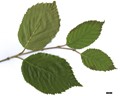 SpeciesSub: subsp. jacquemontii 'Inverleith' SpeciesSub: subsp. jacquemontii 'Inverleith'